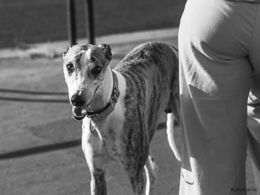 Street Photography - Greyhound