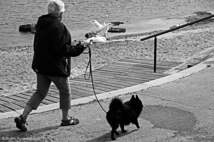 White swan & Black dog © Birgitta Rudenius