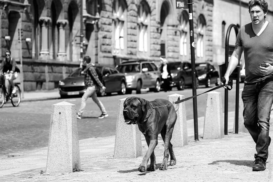 PiPP_20140627_dogwalking