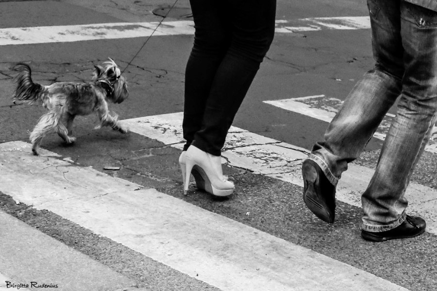 PiPP_20150601_dogwalk