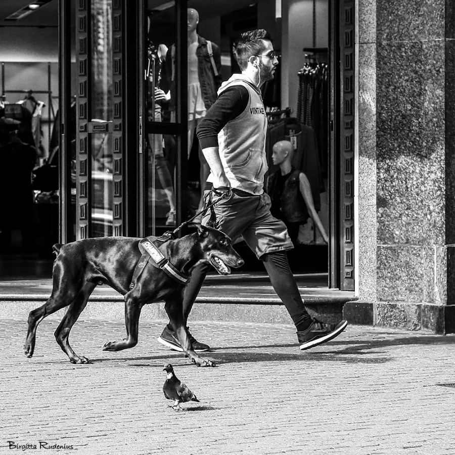 PiPP_20150325_dogwalkdove